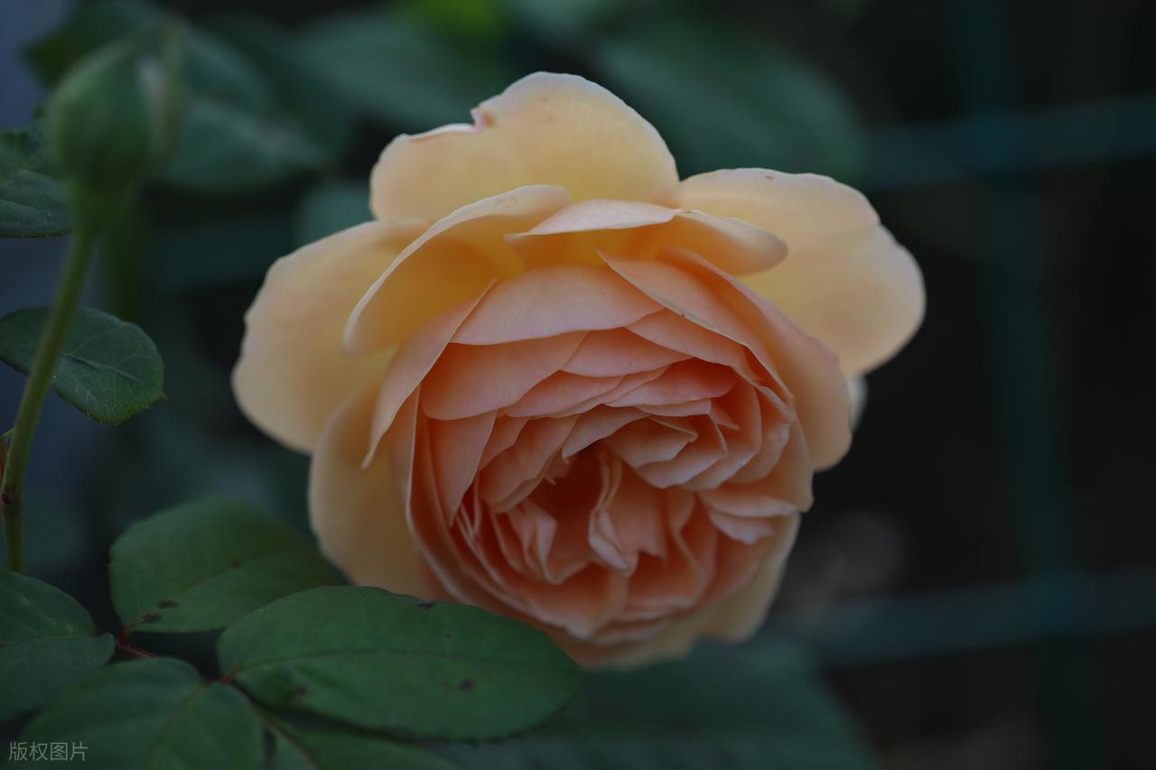 「战术复盘」：论江湖火拼中的火力配置与地形压制——从工地阻击战看非对称作战逻辑