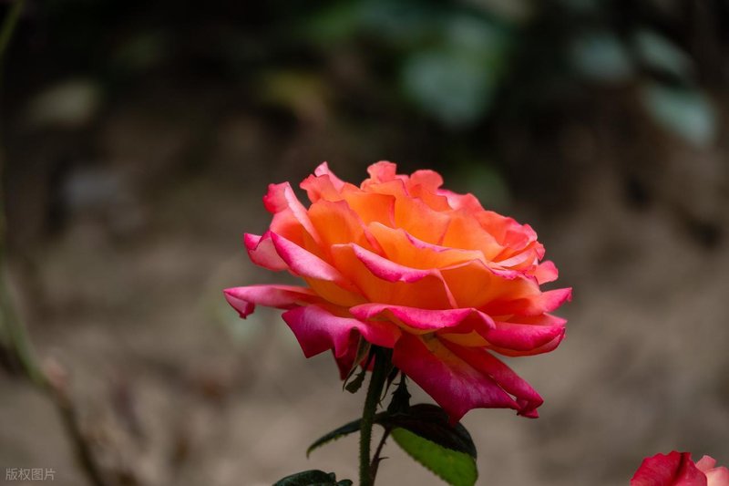  「战术复盘」：论江湖火拼中的火力配置与地形压制——从工地阻击战看非对称作战逻辑 影视小说