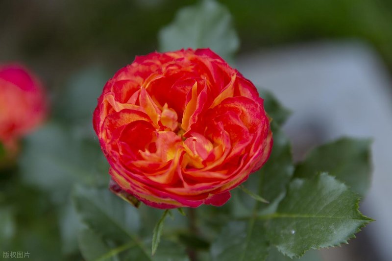  「战术复盘」：论江湖火拼中的火力配置与地形压制——从工地阻击战看非对称作战逻辑 影视小说