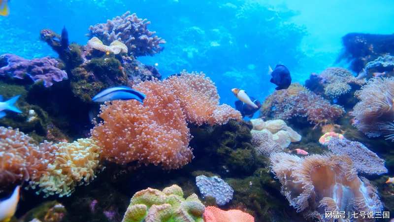  深海采油：技术壁垒下的南海能源困局与破局之道 新闻