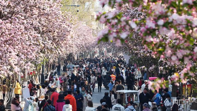  技术视角下的海棠经济：五大道花节数据拆解与文旅融合方法论 文化旅游